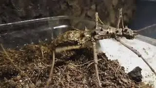 Areaton asperrismus bei der Eiablage / Laying Eggs / Phasmiden / Phasmid
