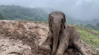 Elephant Sai Fon&rsquo;s Mudslide Adventure &mdash; Almost! - ElephantNews