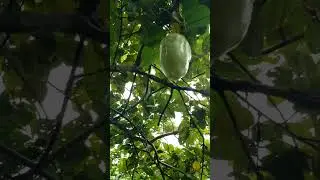 Natureza  os animais as frutas