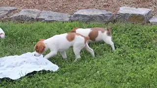 Jack Russell Puppies For Sale