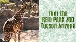 Tour the Reid Park Zoo in Tucson Arizona | 🦜🦓🐊🐆🦒🐘🐅🦖