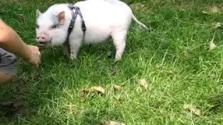 The Cutest Little Pig Ever!!!