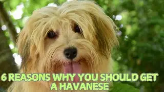 6 Reasons Why You Should Get a Havanese in 2025! 🐶✨