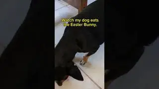 #shorts Dog's reaction to the Easter Bunny. #shortsvideo