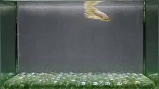 J81 Male Fancy Gold Crowntails Premium Grade from Thailand.