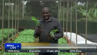 Uganda launches three new pest resistant coffee varieties