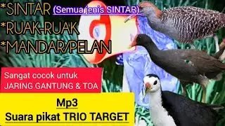 Suara pikat kombinasi RUAK-RUAK,MANDAR,SINTAR 3 in 1 hemat waktu poin melimpah #burung