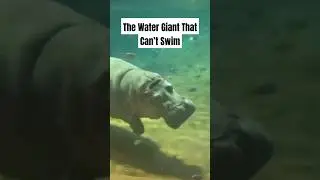 The Surprising Truth About Hippos #hippopotamus #shorts