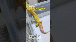 Leopard Gecko - Tremper Albino #reptiles #shortsvideo #ytshorts #flamebreed #ToGodBeTheGlory