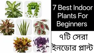 7 Best Indoor Plants For Beginners .. Indoor Plant Names .. Indoor plants care