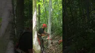 #chainsaw #husqvarna #logging #forestry #forest #lumberjack&nbsp; #countryside #mountain #wood #tree