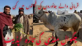 Chakwal Mandi today latest update 29/01/2026 | Chakwal Mandi today last update |Bakra mandi chakwal 