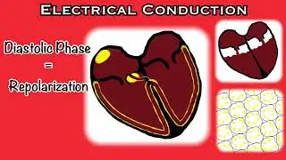 EKG Rhythm Interpretation Part 2: Electrical Conduction in the Heart