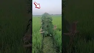 Bok Video wow 🥰🦩🥰 #viral #trending #bird #birdcatching