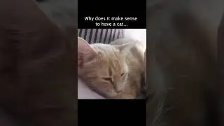 How to reduce stress. Cats create a purring vibration known to reduce stress #shorts #tiktok