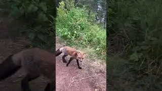 Fox gets close to camper! #fox #camping #wildlife #animals #nature