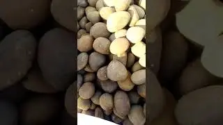 FLINT PEBBLES sorting and packing WhatsApp Video 2023 01 05 at 9 11 28 PM