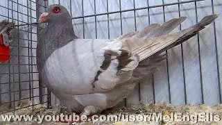 Romein duif bruinzilver geband - Pigeon Romain brun barré - Affligem 2024