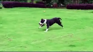New Dog Toy Exercise Machine with Custom Training and Agility Course & Wireless Remote
