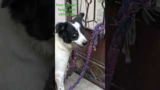 #funny#dog shorts#trending comedy#pets#viral#dog dynasty 🌿💖🐶🐾💃