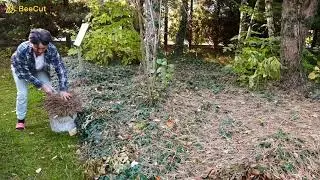 Ściółkowanie azali i rododendronów. Zalety ściółkowania.