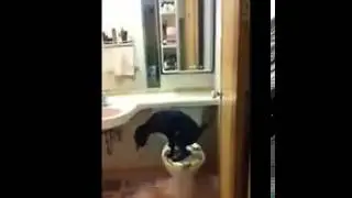 Smart Dog - Sitting on the toilet and flush draws