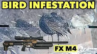 CONTROLLING EXPLODING STARLING POPULATION WITH AIR RIFLES