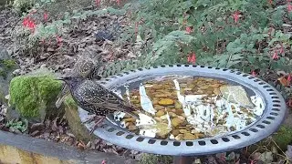 Starling birds enjoying clean fresh water from the garden bird bath