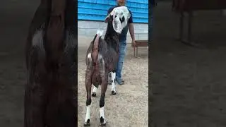 Palai Result of FK Goat Farm #goatfarm