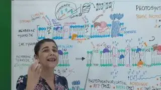 PHOTOSYNTHESE: PHASE CLAIRE ACYCLIQUE