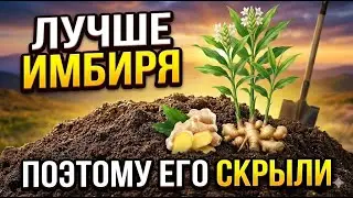Растение сильнее имбиря, переживает морозы и даёт урожай годами, поэтому его убрали