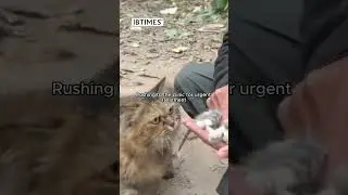Compassionate Rescue: A Tale of Mama Cat's Urgent Plea and the Man Who Answered