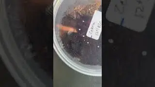 Zebra isopods for Bella&rsquo;s tank