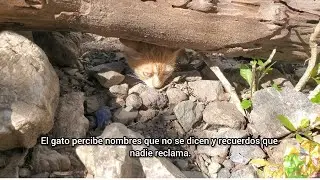 NO MIRES ATRÁS. ESCUCHA. ALGO SABE QUE ESTÁS AQUÍ.