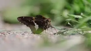 Silver Spotted Skipper Butterfly Takes Off