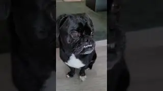 What is wrong with little Mr. Jeff the Pug?