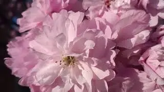Cherry blossoms 2021-2023 🌸