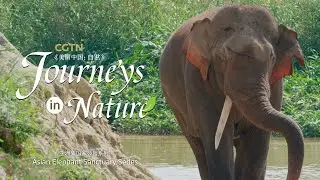 Asian Elephant Sanctuary Episode 1: The gang of 16 - Asian elephants' 'breakaway'