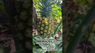 #ripepineapple  #frontyardgarden #myhomesteadflorida #everyonehighlights