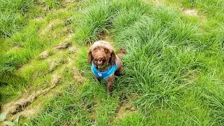 Sam the Cockapoo Adventure walking through Hodder Woods 070924