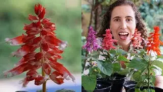 COMO CULTIVAR ALEGRIA-DOS-JARDINS | Nô Figueiredo