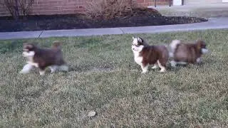 Pomsky Puppies For Sale