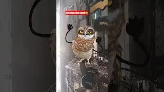 ullu ne kiya dance 😱 #youtubeshorts #funny #shorts
