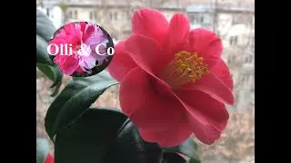 Камелия расцвела  март 2020 г