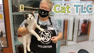 Cat TLC | SCCAS Volunteer Training Series