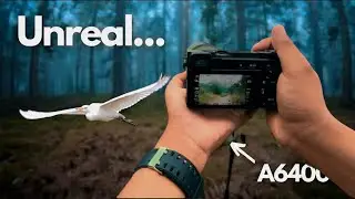POV NATURE  photography - SILENCE AND FoG IN THE FOREST 