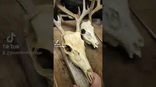 stupid easy euro mount backboard #deerhunting #taxidermy #whitetaildeer #diy