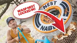 I invented a way to move a wasp nest, here's how it went.