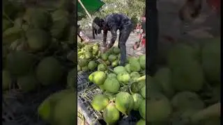 harvest Coconut #shorts #agriculture