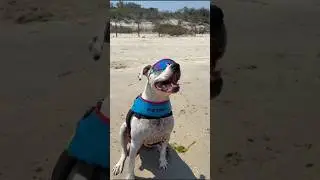 UNLOCK TURBO FETCH MODE! #ezydog #pitviper #rickyandhaydn